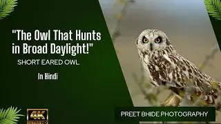 The Owl That Hunts In Broad Light 🦉 | Short Informative Video On Birds-7 | Preet Bhide Photography 