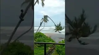 Coconut Tree #hook