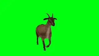 Green Screen Kambing Free Nocopyright #nocopyright #gratis #bebas #greenscreen #animals