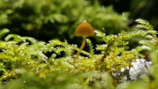 Reviving a Dried-Out Moss
