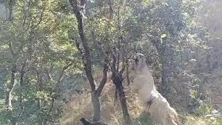 जंगलों में बकरियों खा रही है हजारों जड़ा बुटिया || पहाड़ी बकरियां || Himalayan shepherd