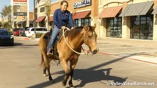 Huckleberry - riding in town! - ValleyViewRanch.net