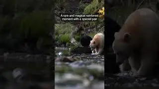 Beautiful spirit bear couple👫💜#zoo #animals #bear #shorts #wildlife #viral #couple