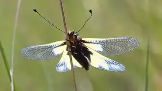 La faune des Courmettes: l'ascalaphe soufr&eacute;