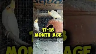 Cockatiel🐦Bird Breeding Problem #birds #parrot #birdslover #pets #parakeet #shortsfeed #shorts