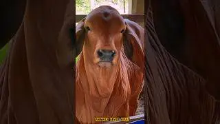 brhama cow video 🔥🐂💯#cow #animals #shorts #shortvideo #foryou #2025