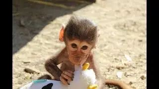 Cute Monkeys Part #52 - Baby Baboon Monkey Eating Banana & Cake...Really Delicious or Unappetizing?
