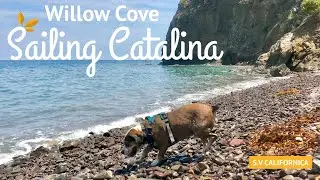 Sailing to Catalina: Willow Cove - Anchoring, Hiking, and Native Plants.