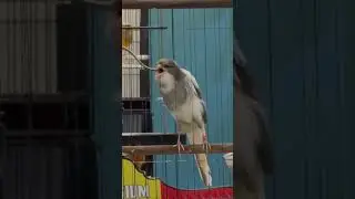 Kenari panda Gacor untuk Masteran | Bird Sound Training  #birdsounds #kenarigacor #canarysinging