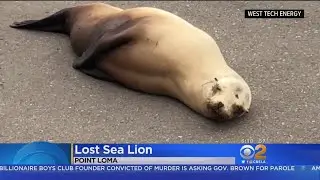Sea Lion Blocks Traffic In San Diego
