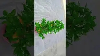 #shorts ll Artificial Orange Tree Making Ideas