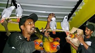Rescue of Parrot in night/ rescue of grey or sun parrot.