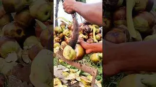 palm cutting skills video  #palmfruitcutting #shotrs #grampuri