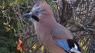 Eurasian Jay Bird is Offended