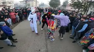 Ursul din Stâncă pe Deal, Victoria 2023