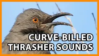 Curve-billed Thrasher Songs and Calls