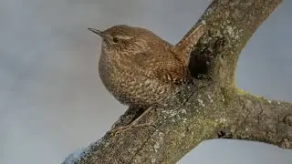 BORB of a Winter Wren