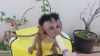 OMG....Poor and scared baby monkey is very hungry 🥺 #unboxingmonkey #scaredmonkey #monpai #monkey
