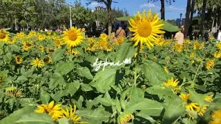 Смотрите на всё с позитивной стороны 🌻🌻🌻