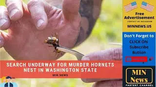 Search underway for murder hornets nest in Washington state