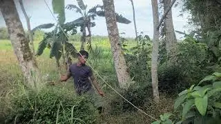 Harvesting Skill: The Technique to Pick Young Coconuts from a Tall Tree _FarmersLife _Shorts