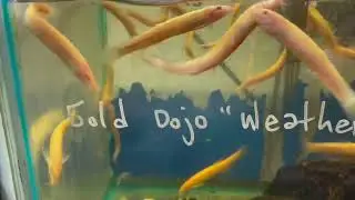 Вьюны: Golden Dojo Loach (Misgurnus anguillicaudatus)