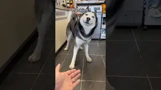 Husky Expectations / Reality🤣 Husky are the Queens of Drama | Huskies are pro at saying NO #husky