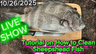 Урок по чистке рыбы Sheepshead. ПРЯМАЯ ТРАНСЛЯЦИЯ от 26.10.2025 г. #sheepshead #fishcleaning #fyp