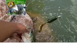 Texas Rig Fishing With Big O's Eeliminator