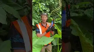 Weedy Wednesday Elephant Ear