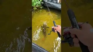 Fishing for GIANT Pet Catfish!
