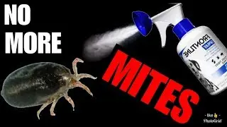 How To Get Rid Of Snake Mites