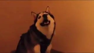 Dog sneezing meme