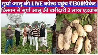 सूर्या आलू की 2025 में LIVE कोल्ड पहुंच ₹1300/पैकेट खरीद।किसान से सूर्या आलू की खरीदारी 2 लाख एडवांस