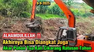 ALHAMDULILLAH ‼️Akhirnya Bisa Diangkat Bonggol Pohon Ratusan Tahun Di Dasar Kali Cikarang