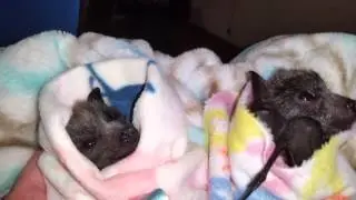 Baby Grey-headed flying-fox orphans