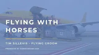 What It's Like to Fly Horses Around the World – With International Flight Groom Tim Sillevis