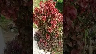 Plants that Grow Red Foliage and Flowers #shorts #flowers