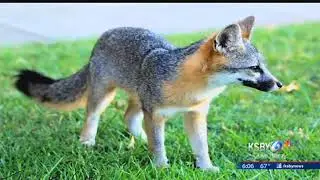 Arroyo Grande community members remember the 'Village Fox'