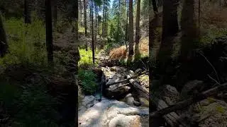 Hike | ASMR walk through the forest