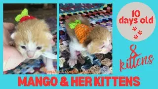 10 Day Old Kittens EYES are OPEN - Mango & her Kittens #cats #kitten
