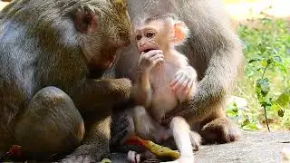 New baby monkey request milk mom
