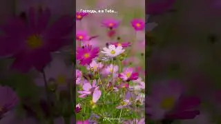 Господь , я в тебе нашел спасенье #lifesongs #song #песнипоклонения #музика #песньвозрождения 
