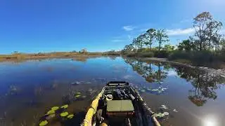 Scouting the Florida swamp 