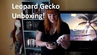 Amazing Geckos Unboxing from Art Geckos!