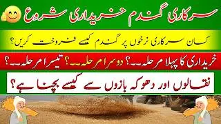 Wheat procurement starting date announced| wheat procurement policy 2026|سرکاری گندم خریداری شروع
