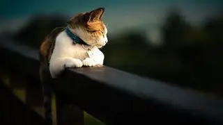 Cute Cat