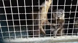 Proses Breeding Otter
