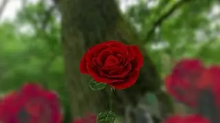 3D Rose Live Wallpaper Free