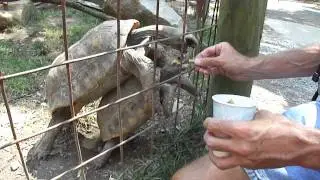 Flymall Red Foot and Yellow Foot Tortoises